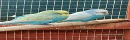 Budgerigars birds for sale: Budgies , mixed colours early 2025 birds - Advert 3