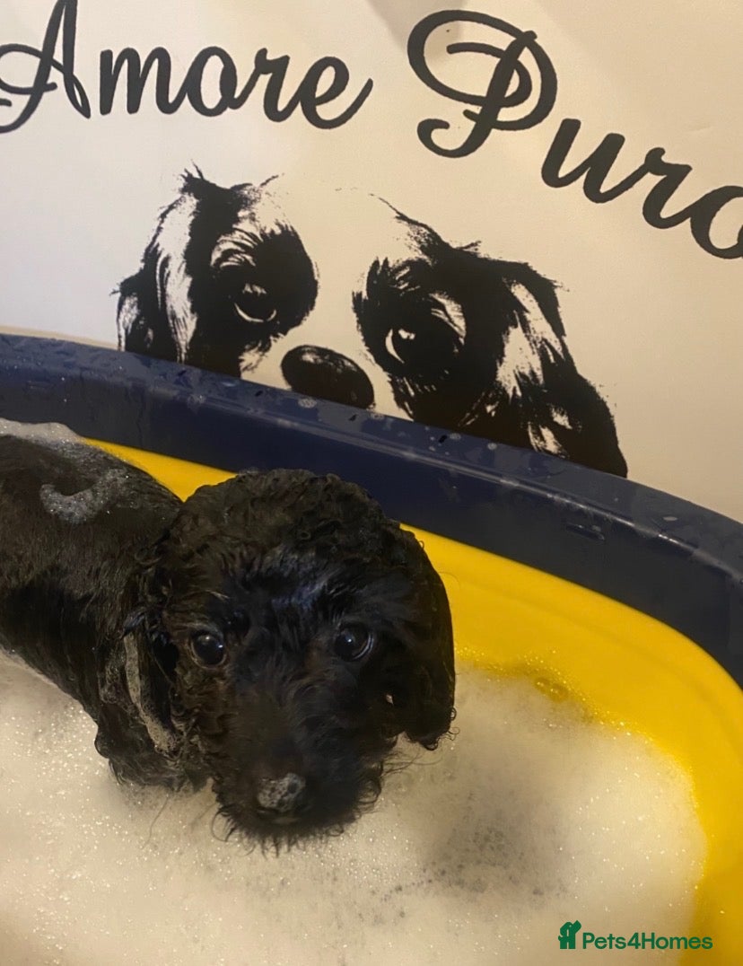 Cavapoo dogs Beautiful Black F1b Cavapoo Girl DNA tested lines - Advert 1