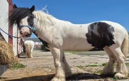 Other Breed horses for sale: Families dream horse  - Image 4