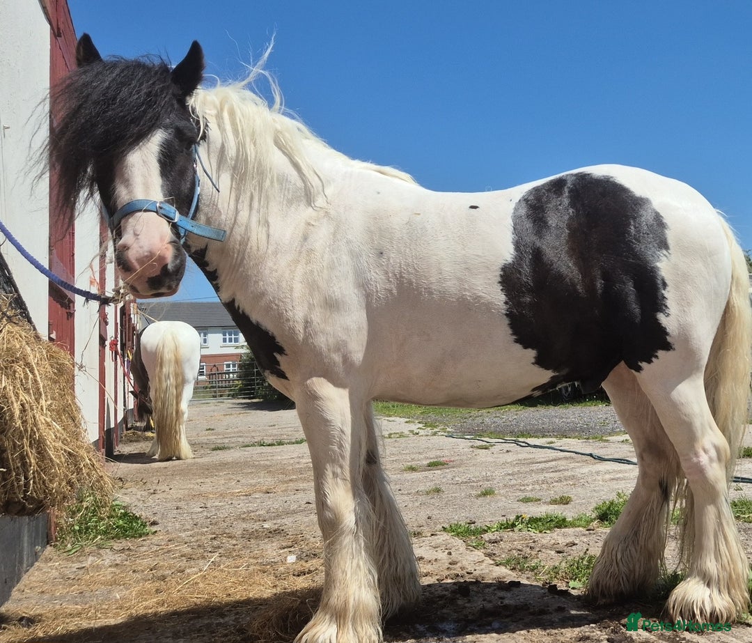 Other Breed horses for sale: Families dream horse  - Image 4