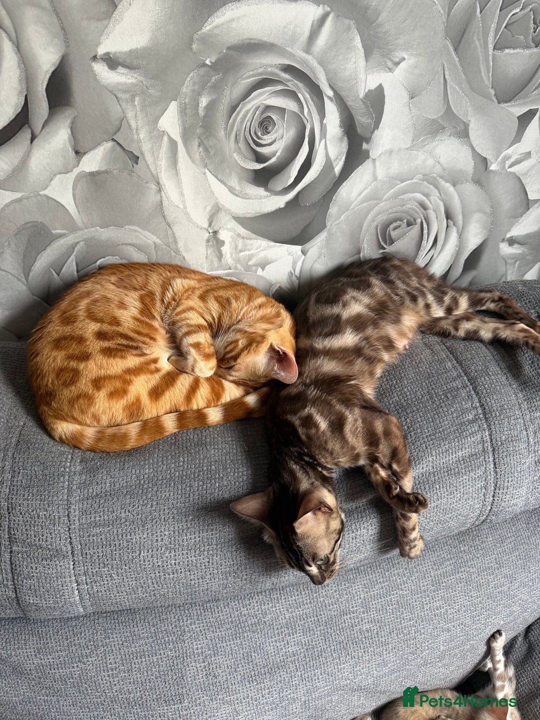 Bengal cats for sale: Beautiful bengal kittens  - Image 4