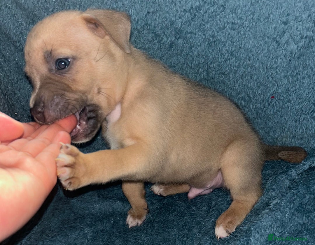 Mixed Breed dogs for sale: Beautiful chunky bully cross staffy pups tri /fawn - Image 18