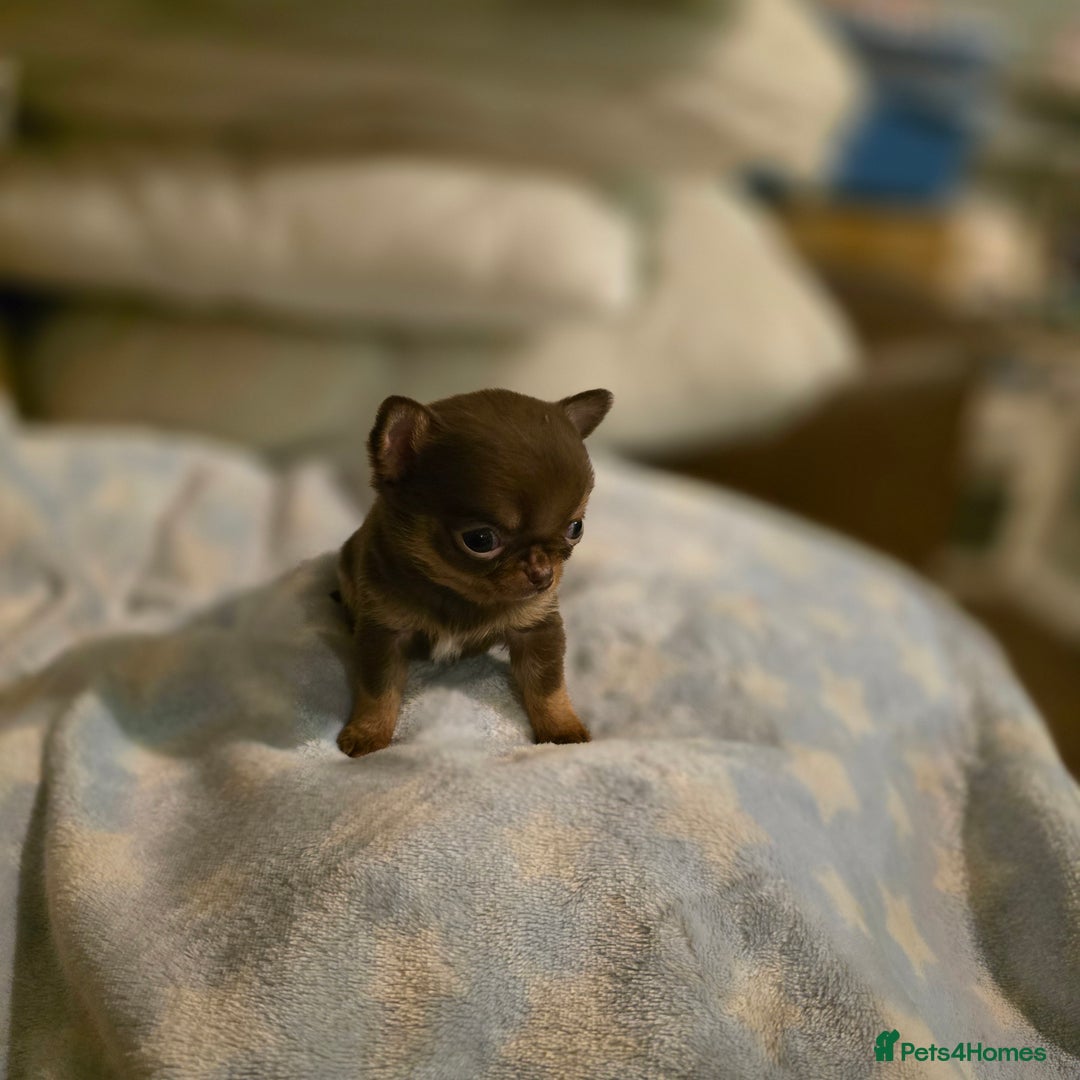 Chihuahua dogs for sale: XxQuality Chihuahua Chocolate Thai breeding pupsXx - Advert 19
