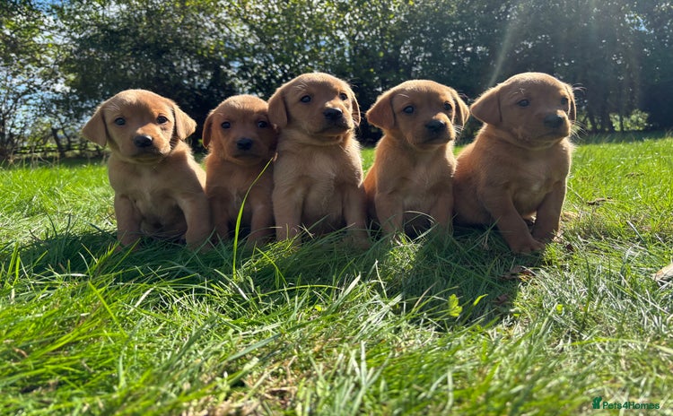 Labrador Retriever dogs - Advert 3