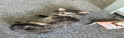 Mixed Breed cats for sale: Kitten in Wakefield - Advert 8