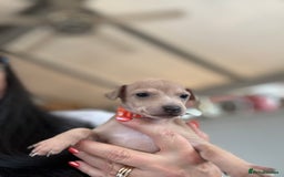 Italian Greyhound dogs for sale: Beautiful Italian Greyhound puppies - Image 17
