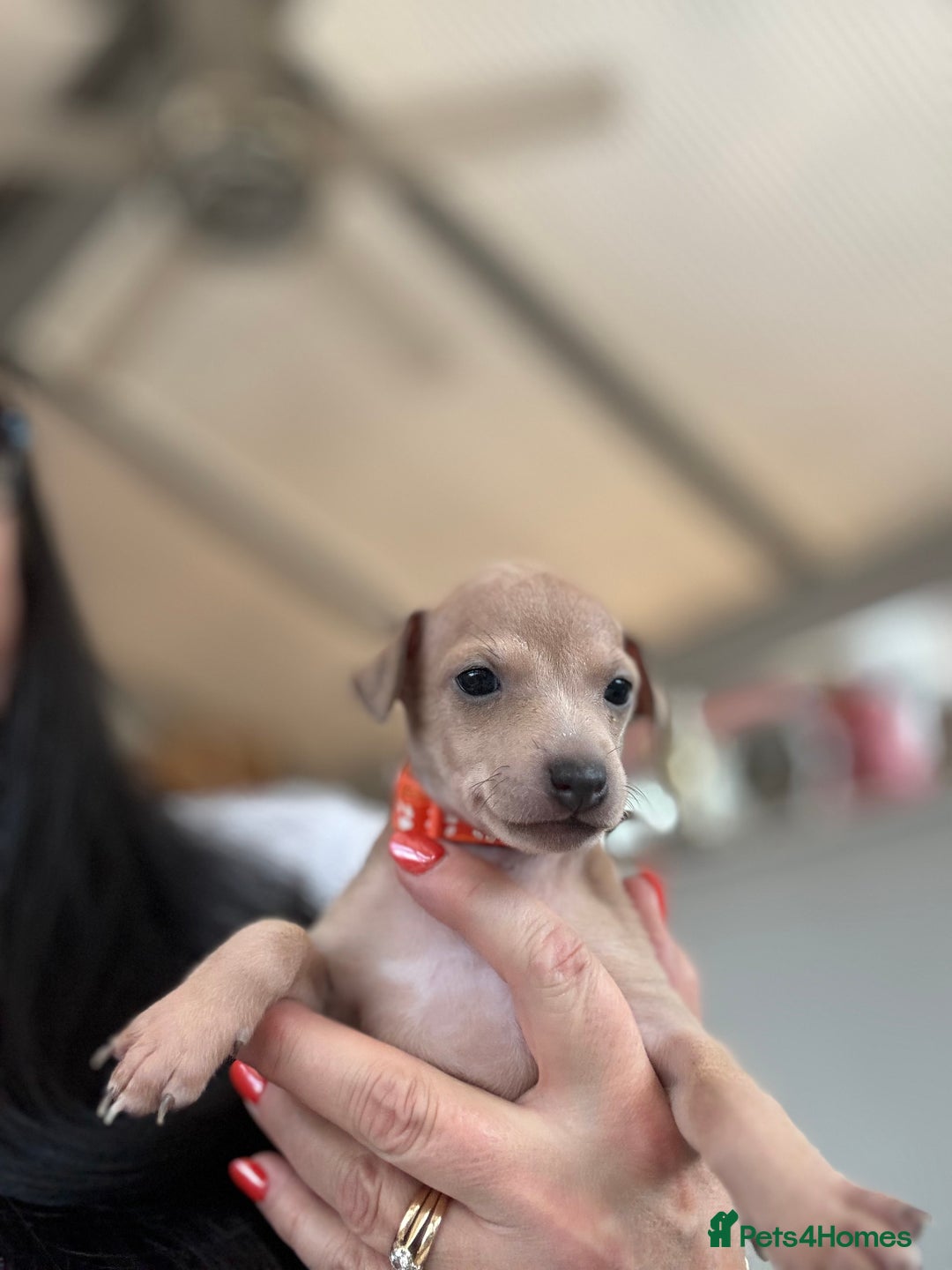 Italian Greyhound dogs for sale: Beautiful Italian Greyhound puppies - Image 17