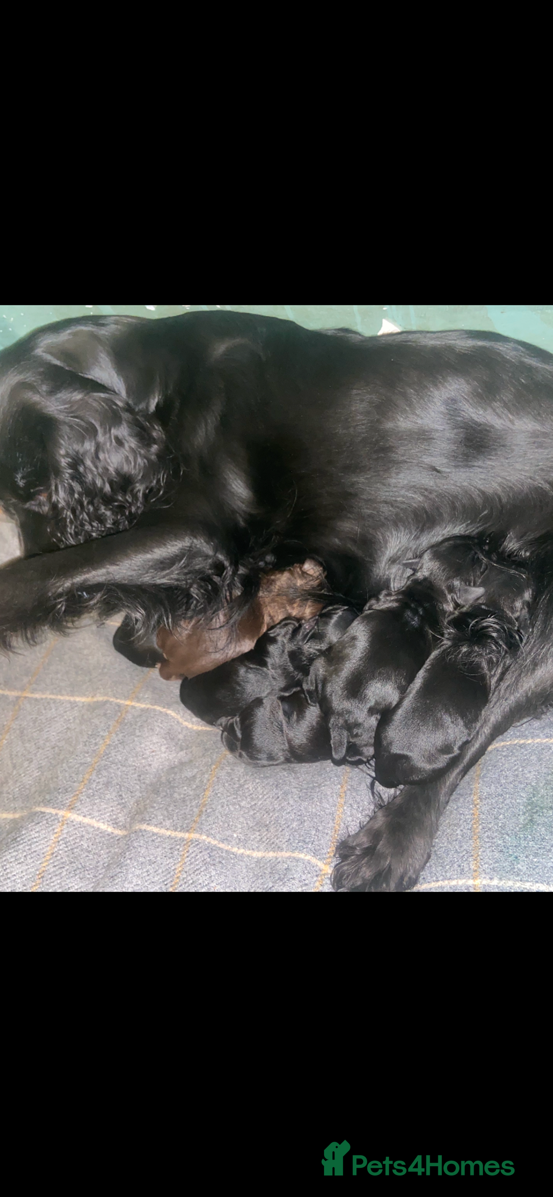 Cocker Spaniel dogs for sale: 10 Gorgeous KC Cocker Spaniel Puppies - Image 1