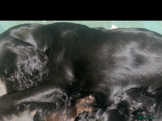 Cocker Spaniel dogs 10 Gorgeous KC Cocker Spaniel Puppies - Advert 2