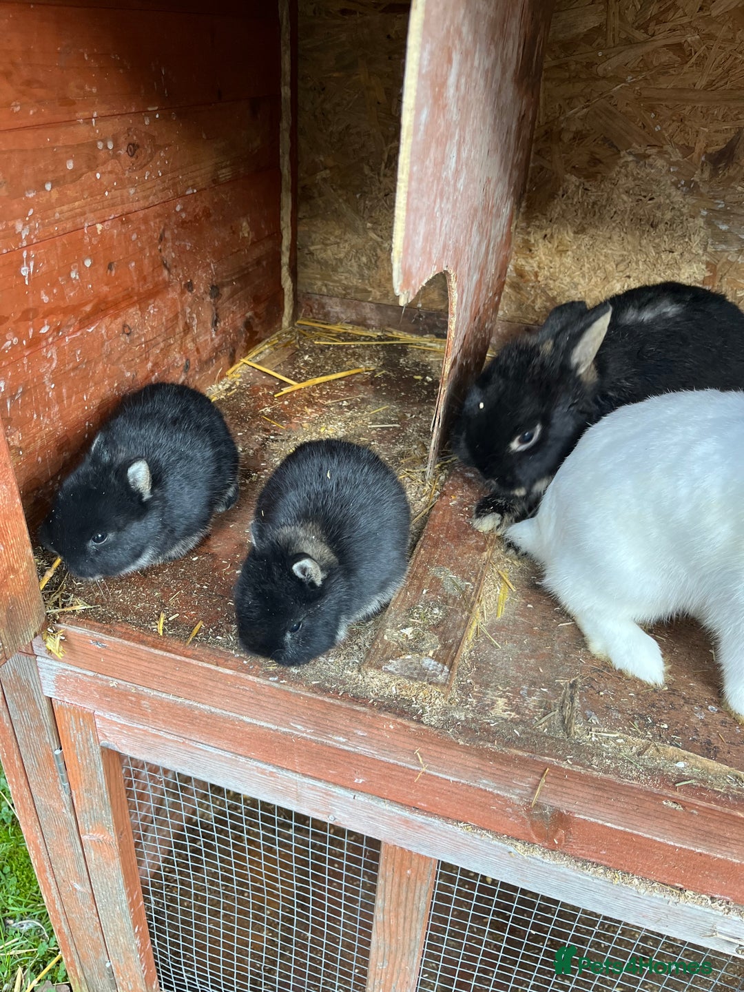 Netherland Dwarf rabbits for sale: Purebred Netherland dwarf babies.  - Advert 7