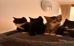 Mixed Breed cats for sale: Beautiful and super playful kittens  - Image 16