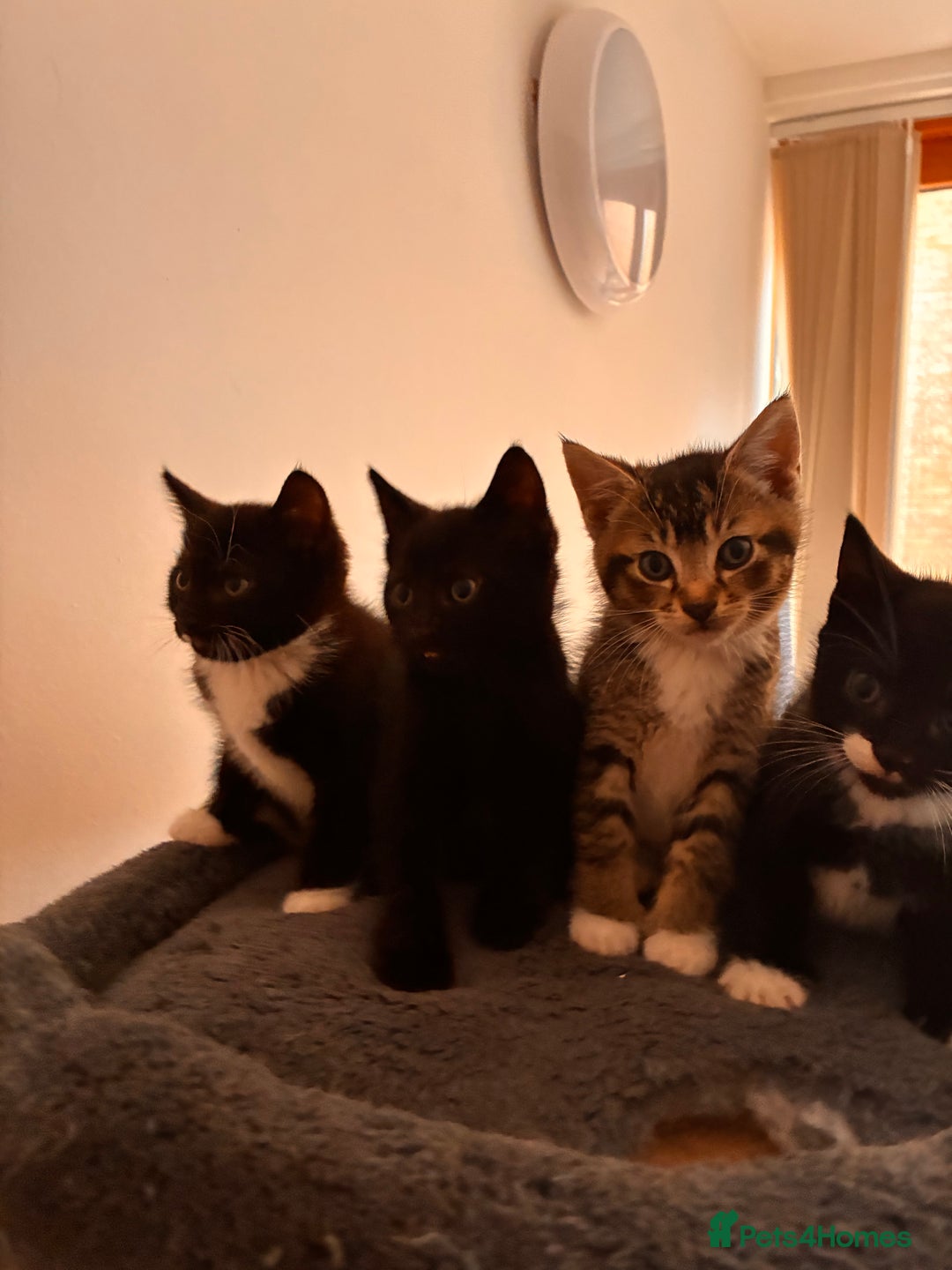 Mixed Breed cats for sale: Beautiful and super playful kittens  - Image 16
