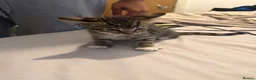 Bengal cats for sale: Bengal Kittens in Croydon - Advert 5