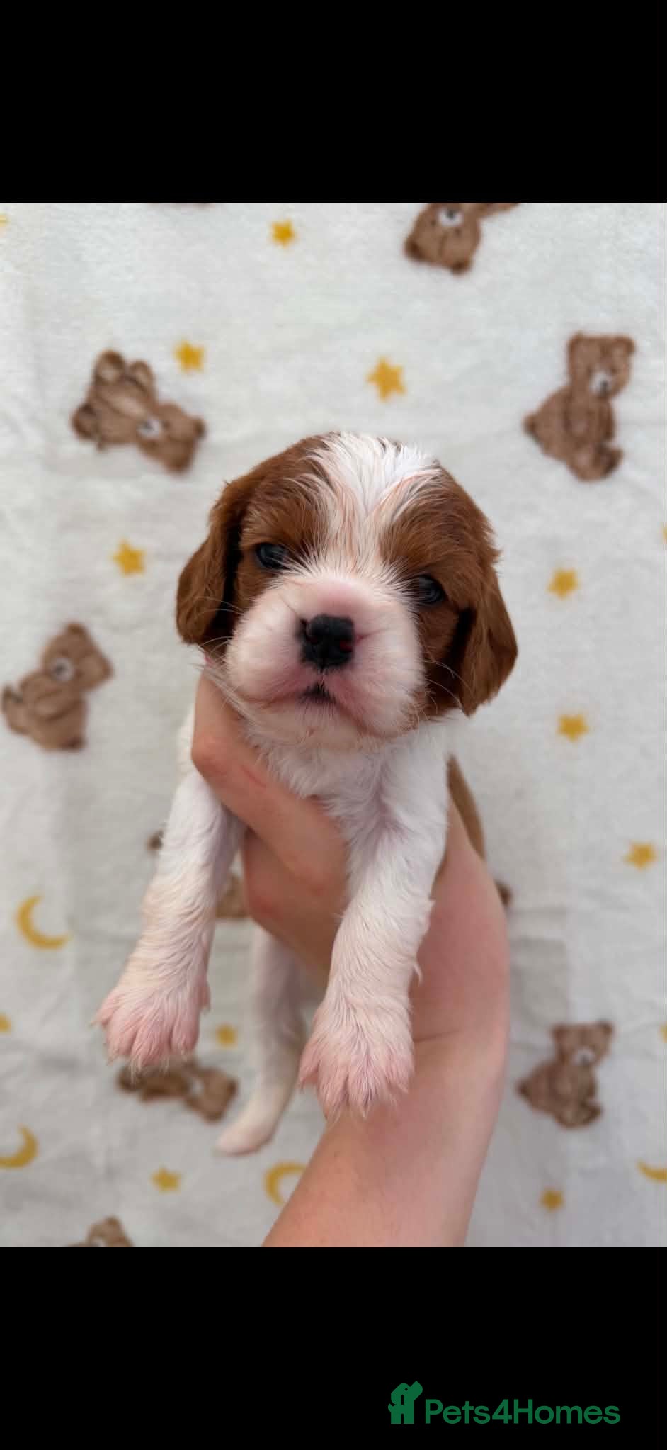 Cavalier King Charles Spaniel dogs DNA CAVALIER PUPPIES - Advert 1