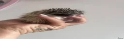 Pygmy Hedgehog rodents for sale: African Pygmy hedgehog hoglets  - Advert 2