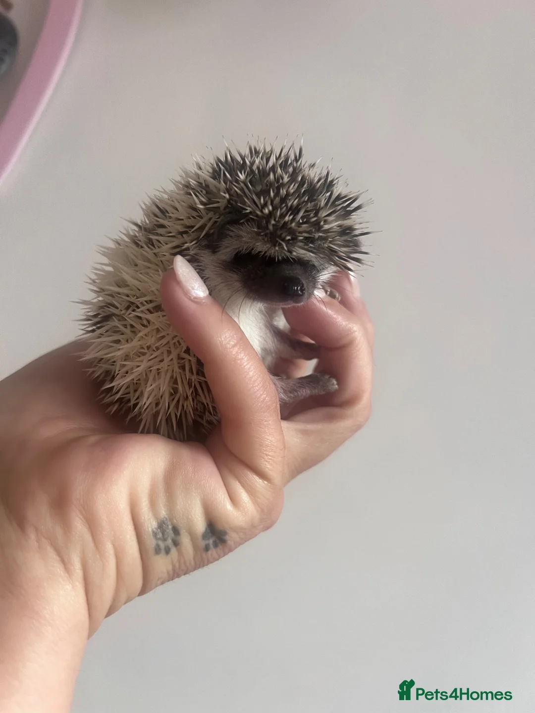 Pygmy Hedgehog rodents for sale: African Pygmy hedgehog hoglets  - Advert 2