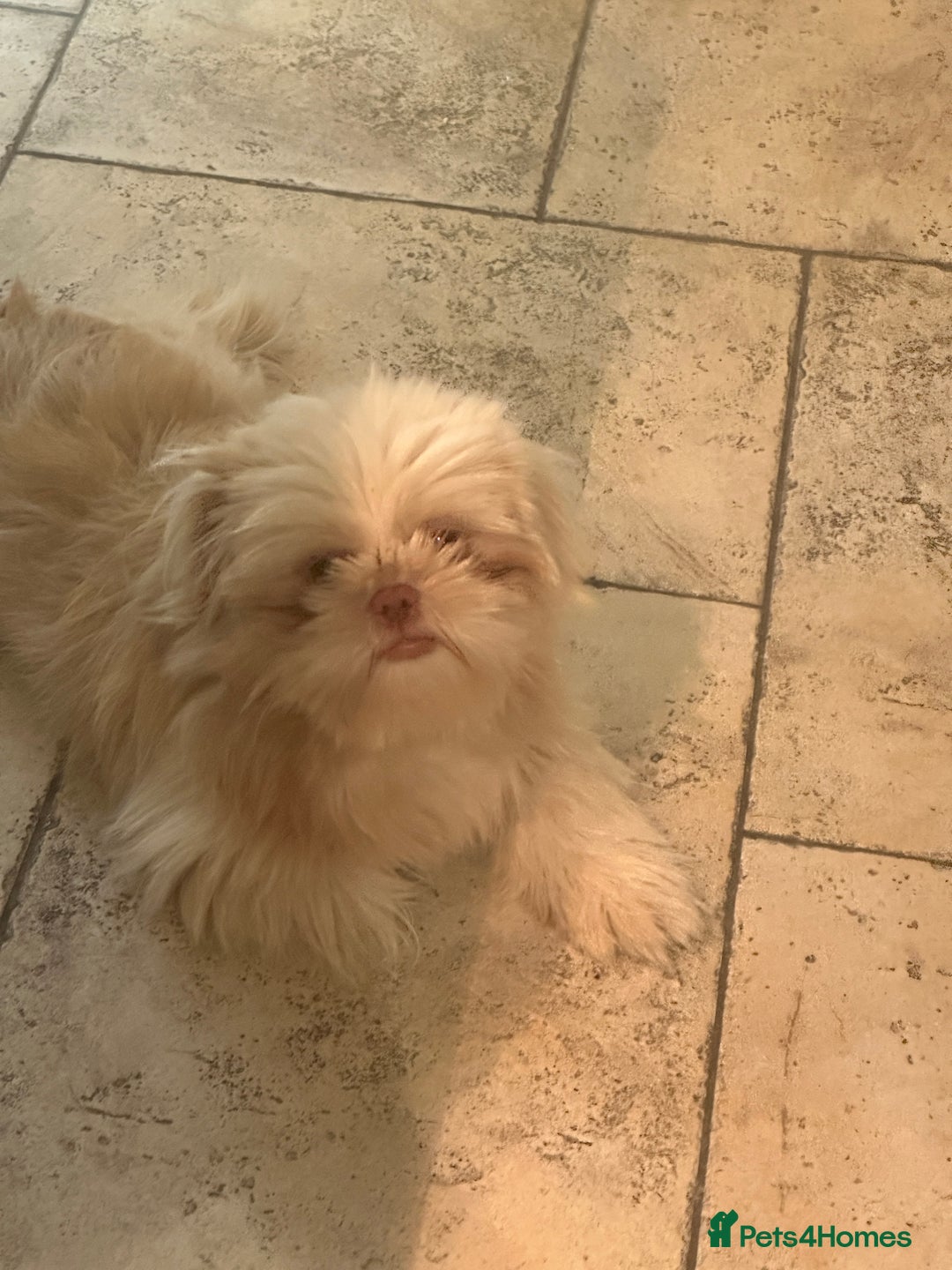 Shih Tzu dogs for sale: Shih Tzu Puppy “Joe”  - Advert 3