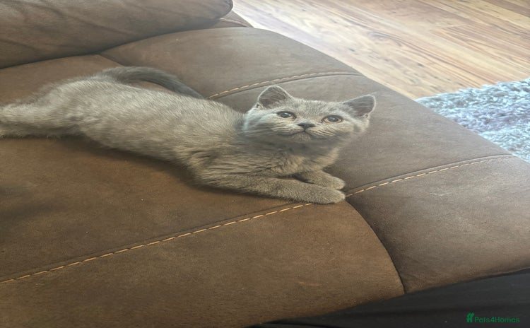 British Shorthair cats - Advert 5