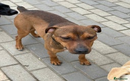 Mixed Breed dogs for adoption: Sweet Gomez looking for Love  - Image 9