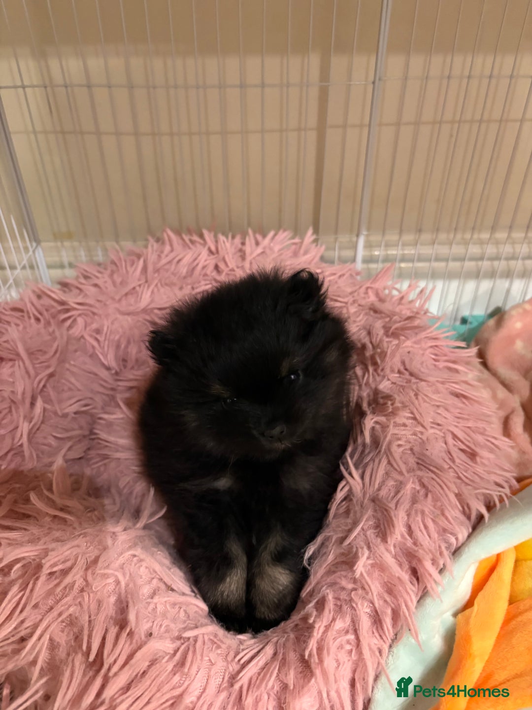 Pomeranian dogs for sale: Tiny Female Black Pomeranian Puppy  - Advert 13
