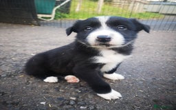 Border Collie dogs for sale: Beautiful Fluffy Collie Puppies  - Image 38