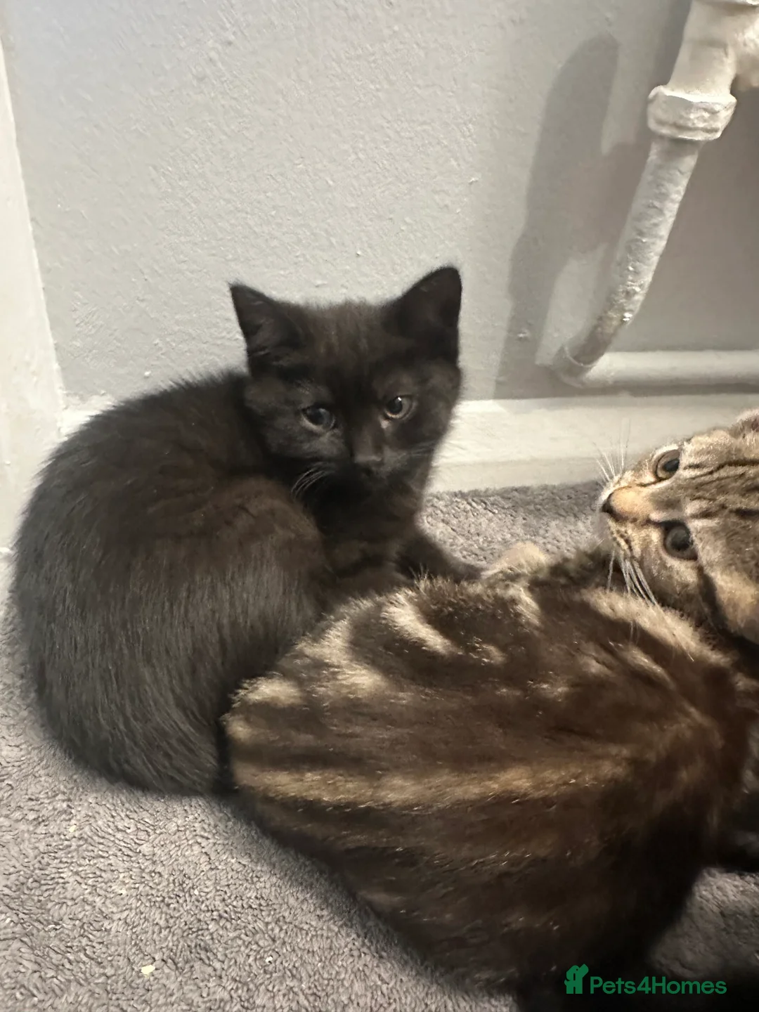 Maine Coon cats for sale: Maine coon cross Kittens 🐱  - Advert 6