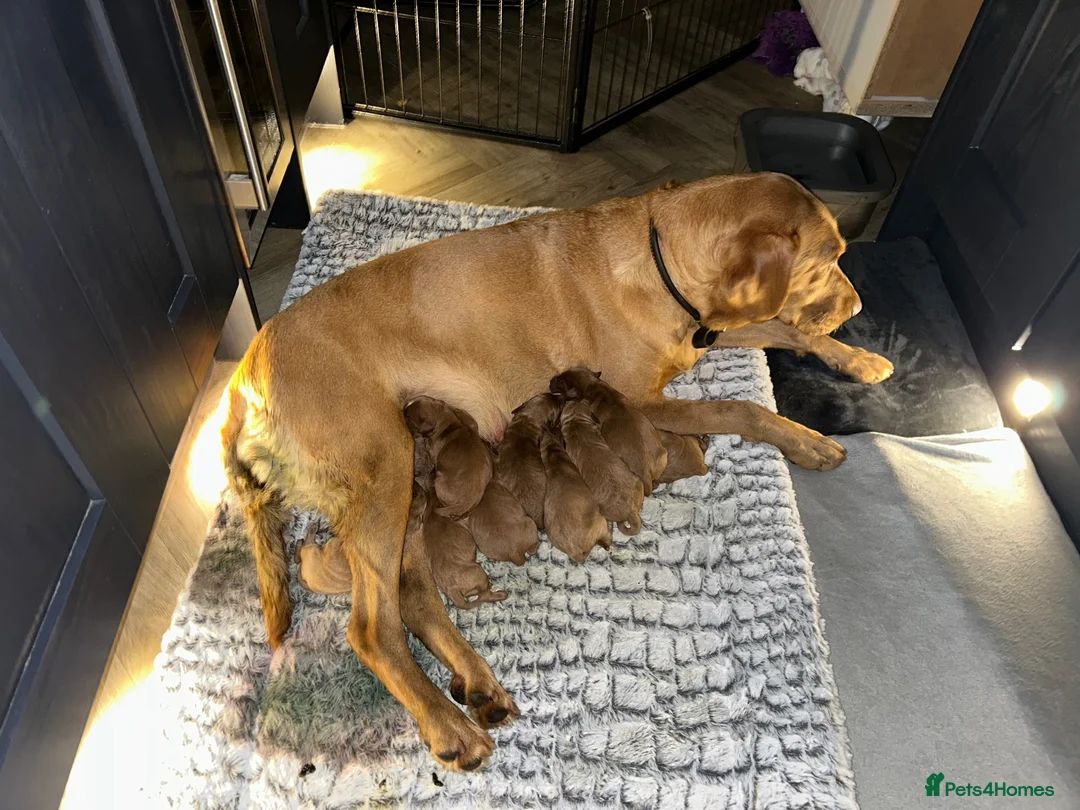 Labradoodle dogs for sale: Health tested F1 Labradoodle Puppies in Harrogate - Advert 31