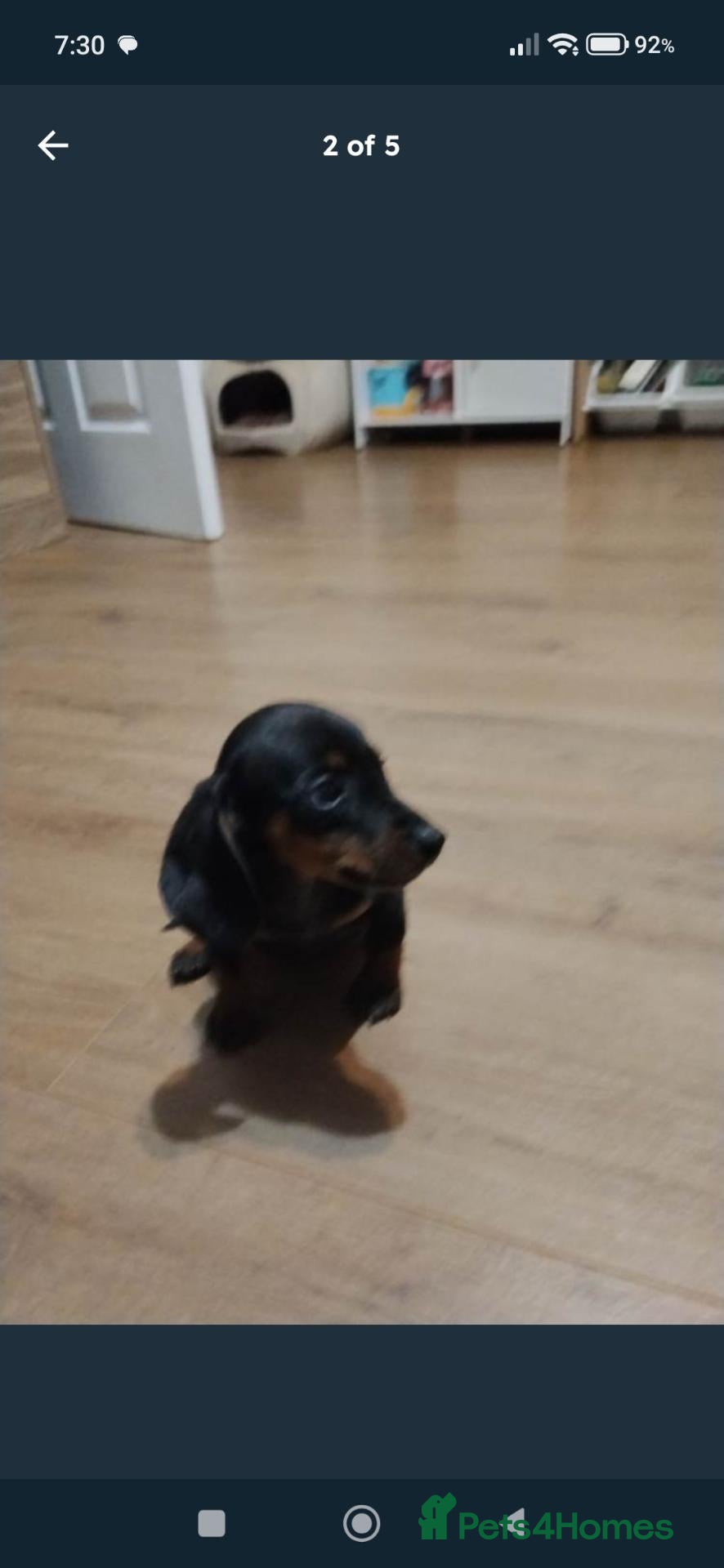 Dachshund dogs Dachshund  - Advert 12