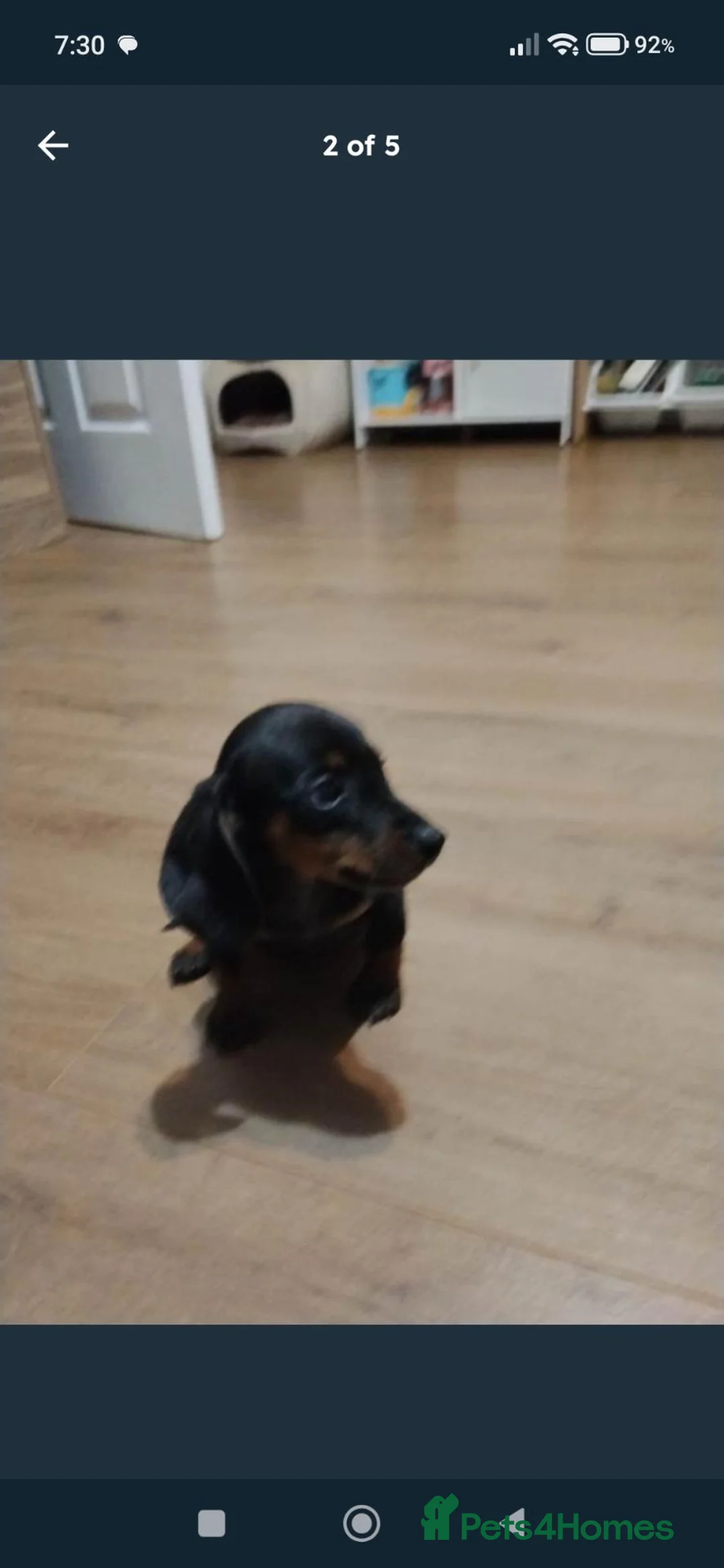 Dachshund dogs for sale: Dachshund  in Walsall - Advert 1
