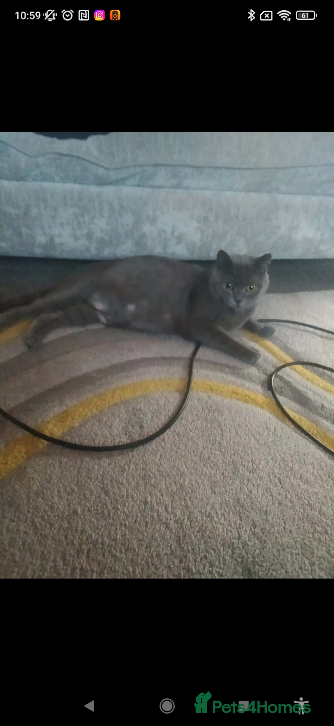 British Shorthair cats for sale: British short haired kittens  in Walsall - Advert 2