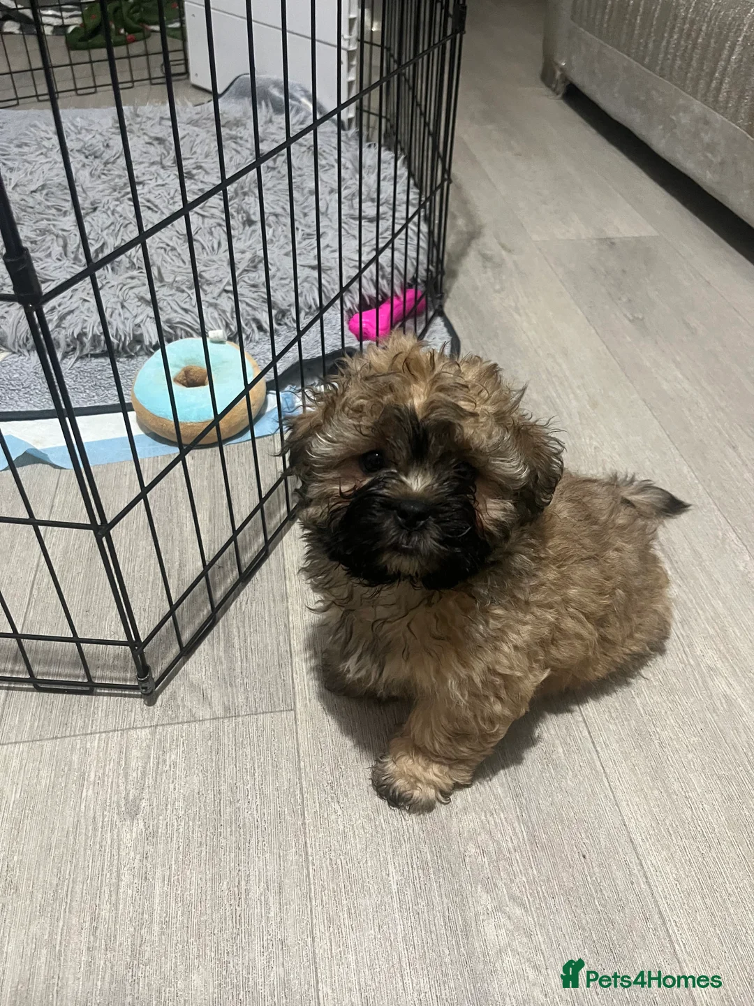 Mixed Breed dogs for sale: 2 male 3 female imperial shih tzu/bichon cross - Advert 11