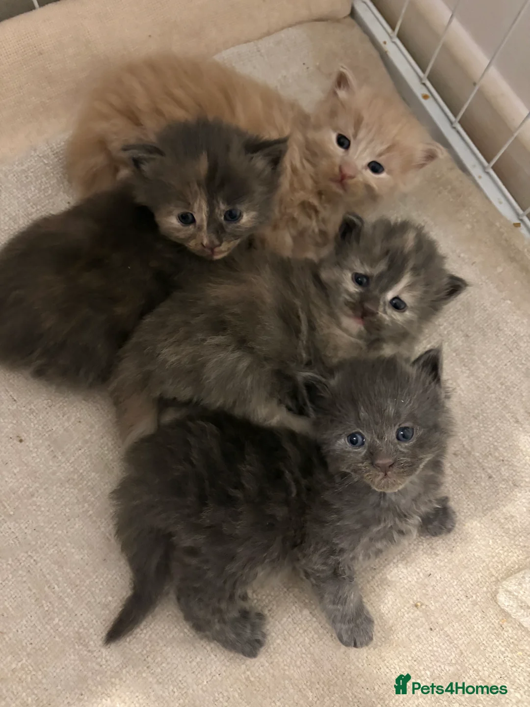 Maine Coon cats for sale: 3/4 MAINE COON KITTENS - Advert 8