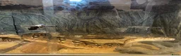 Boa Snake reptiles for sale: Python Boa in Reading - Advert 3