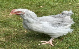 Chickens poultry for sale: Orpington’s chickens for sale  - Image 5
