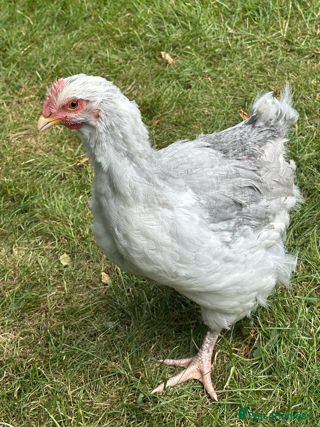 Chickens poultry for sale: Orpington’s chickens for sale  - Image 5