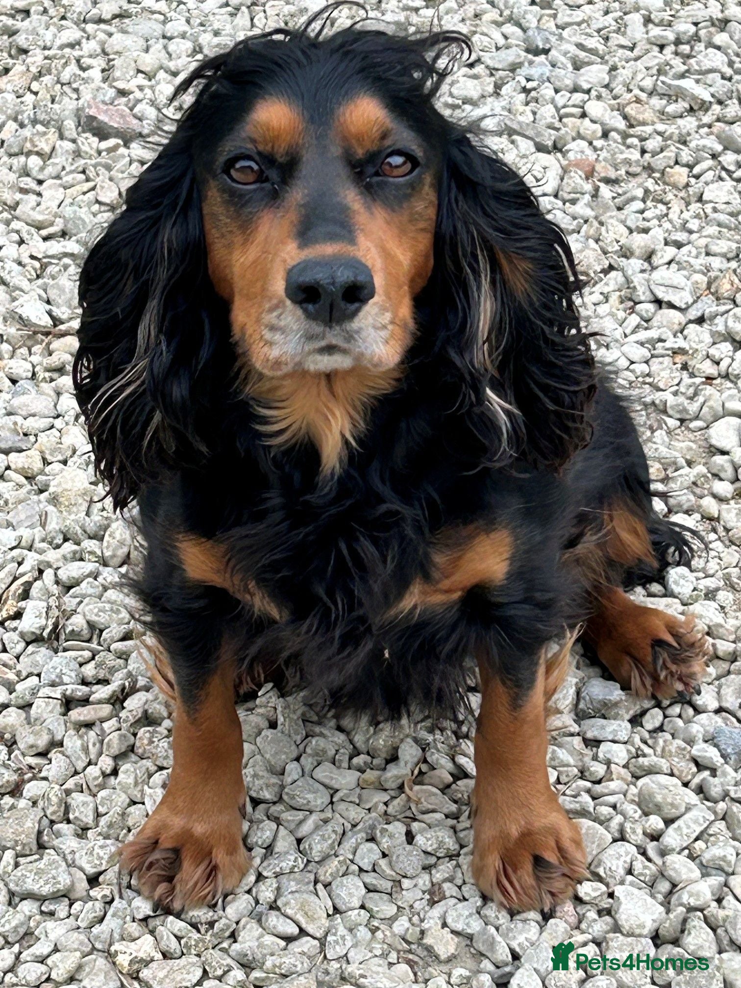 Cocker Spaniel dogs 1 Black & Tan working cocker spaniel dog left.  - Advert 2