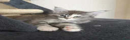 Maine Coon cats for sale: Two main coon girl kittens left - Advert 7
