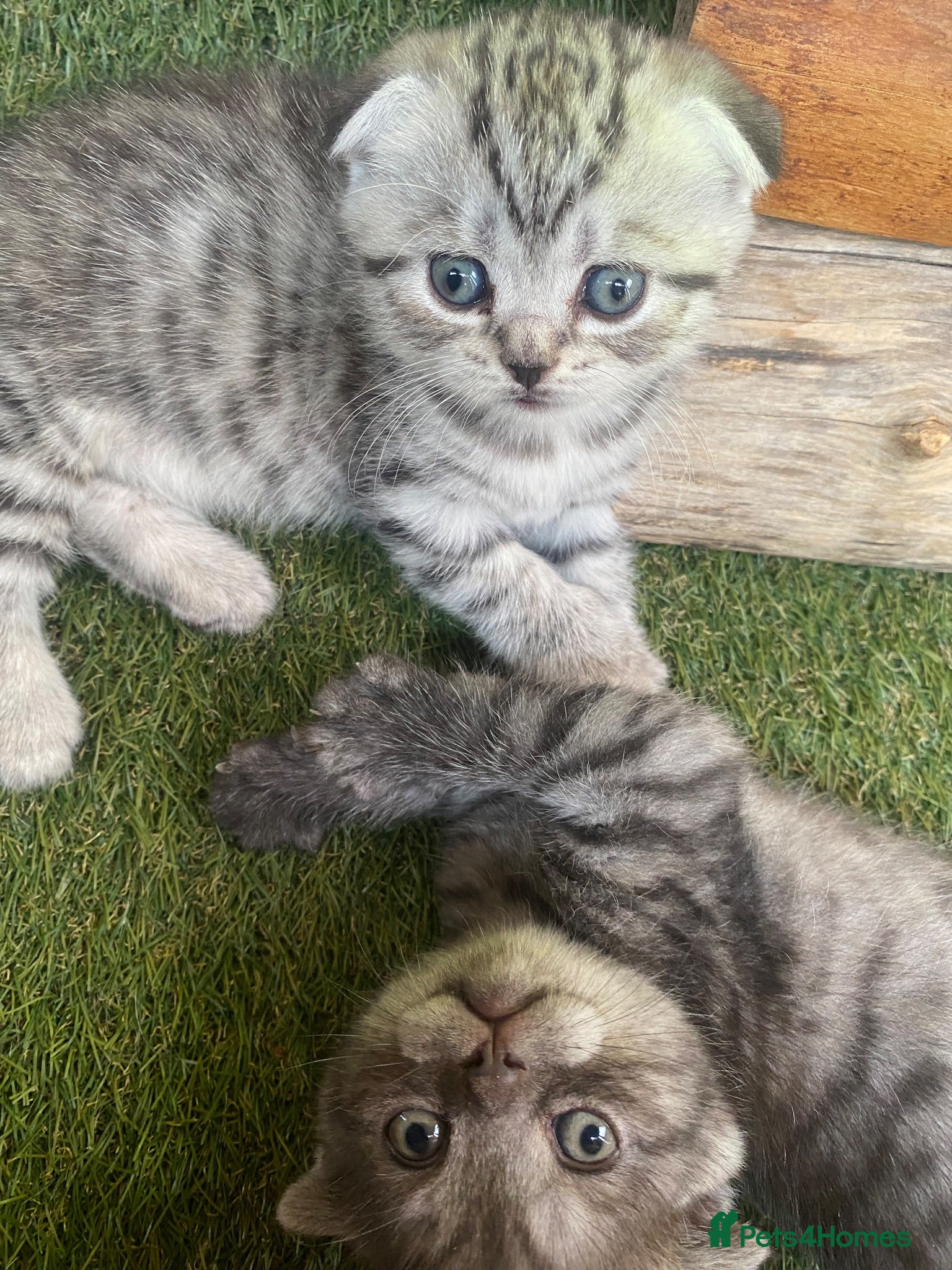 British Shorthair cats BSH/Scottish Fold kittens  - Advert 4