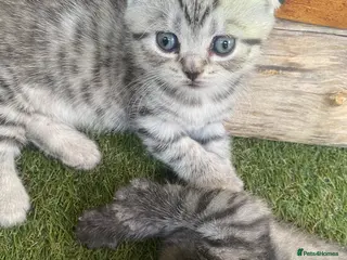British Shorthair cats BSH/Scottish Fold kittens - Advert 4