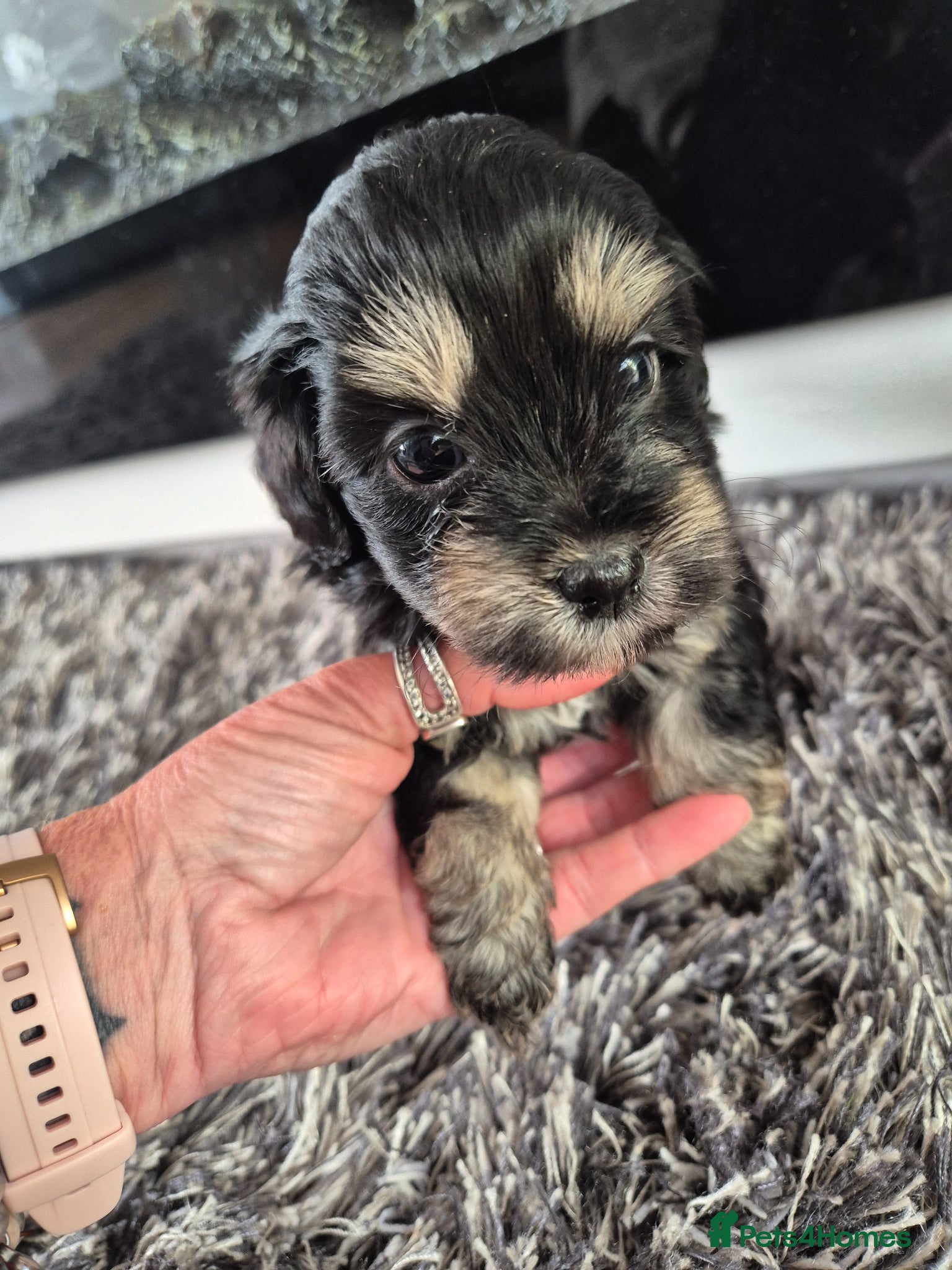 Mixed Breed dogs Extremely cute cockapomapoo puppys - Advert 5