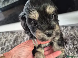 Mixed Breed dogs Extremely cute cockapomapoo puppys - Advert 5