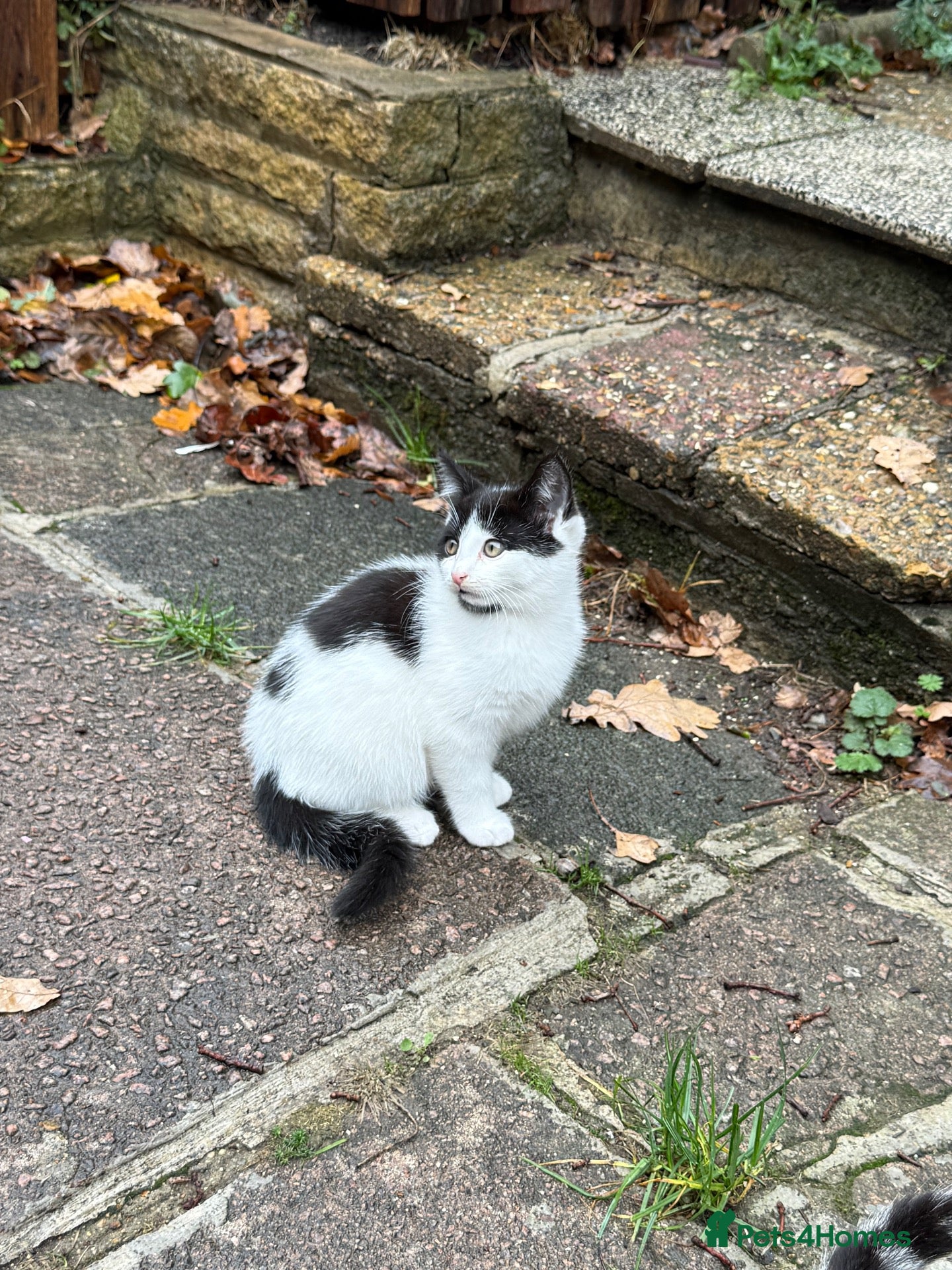 Mixed Breed cats for sale: Black and white kitten - Advert 8