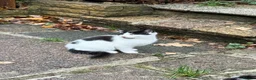 Mixed Breed cats for sale: Black and white kitten in Edgware - Advert 1