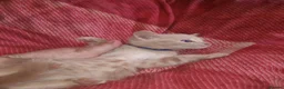Mixed Breed cats for sale: 5 gorgeous playful male kittens,  in Llanybydder - Advert 11