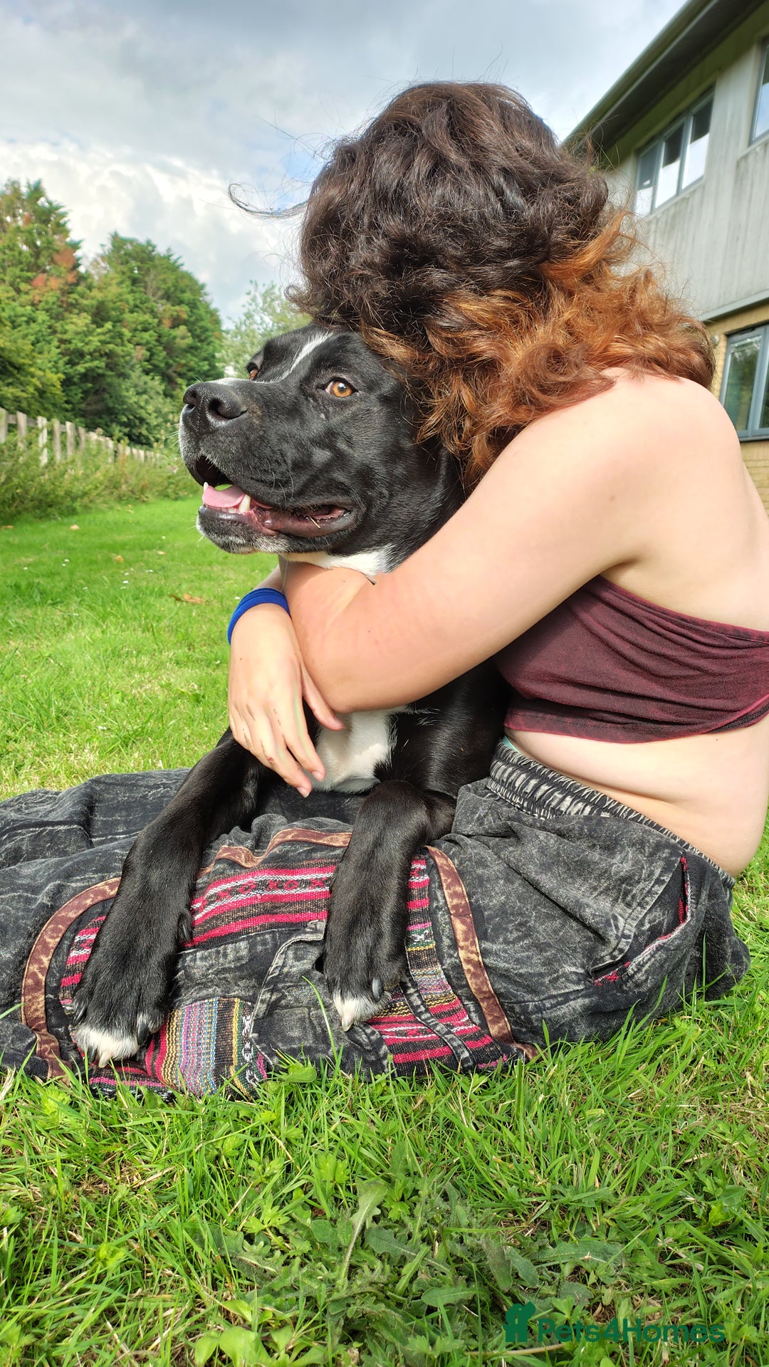 Mixed Breed dogs for sale: Tyson - experienced owner needed - Image 5
