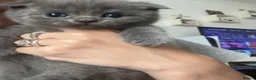 Scottish Fold cats for sale: 5 Beautiful Scottish Fold & straight Kittens - Advert 12