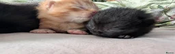 Mixed Breed cats for sale: Adorable Kittens Looking for Their Forever Homes - Advert 9