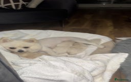 Pomeranian dogs for sale: Male Pomeranian  - Image 11