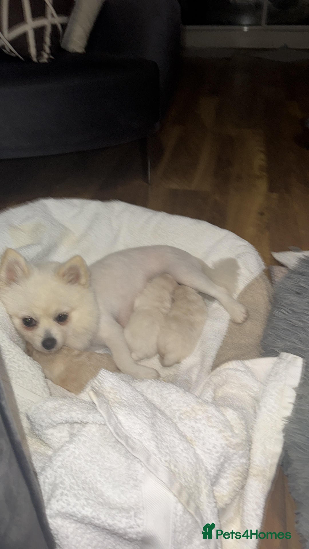 Pomeranian dogs for sale: Male Pomeranian  - Image 11