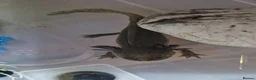 Axolotl reptiles for sale: Axolotl  - Advert 8